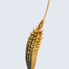 Achene, length c. 3mm. Stokes Valley, Lower Hutt.<br>Photographer: Jeremy R. Rolfe, Date taken: 23/12/2006, Licence: <a target='_blank' href='https://creativecommons.org/licenses/by/4.0'>CC BY</a>. <a class='member-message' href='/nzpcn/why-join-nzpcn/' target='_blank'>Members can view a larger version of this image.</a>