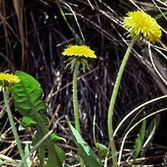 Waiouru. Nov 1985.<br>Photographer: Colin C. Ogle, Licence: <a target='_blank' href='https://creativecommons.org/licenses/by-nc/4.0'>CC BY-NC</a>.
