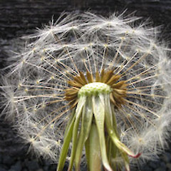 Seed head.<br>Photographer: John Barkla, Licence: <a target='_blank' href='https://creativecommons.org/licenses/by/4.0'>CC BY</a>.
