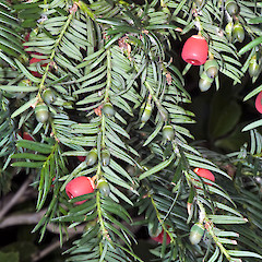 Botanical Hill, Nelson.<br>Photographer: Jeremy R. Rolfe, Date taken: 03/02/2009, Licence: <a target='_blank' href='https://creativecommons.org/licenses/by/4.0'>CC BY</a>.