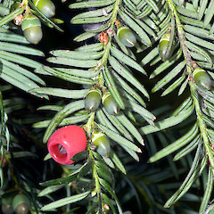 Botanical Hill, Nelson.<br>Photographer: Jeremy R. Rolfe, Date taken: 03/02/2009, Licence: <a target='_blank' href='https://creativecommons.org/licenses/by/4.0'>CC BY</a>.
