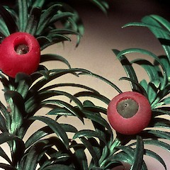 Fruit, Te Puke.<br>Photographer: Colin C. Ogle, Licence: <a target='_blank' href='https://creativecommons.org/licenses/by-nc/4.0'>CC BY-NC</a>.