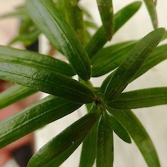 Juvenile showing spirally arranged leaves; Bushy Park.<br>Photographer: Colin C. Ogle, Date taken: 16/01/2015, Licence: <a target='_blank' href='https://creativecommons.org/licenses/by-nc/4.0'>CC BY-NC</a>.
