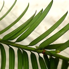 Showing petiolate leaves, Bushy Park, Wanganui.<br>Photographer: Colin C. Ogle, Date taken: 16/01/2015, Licence: <a target='_blank' href='https://creativecommons.org/licenses/by-nc/4.0'>CC BY-NC</a>.
