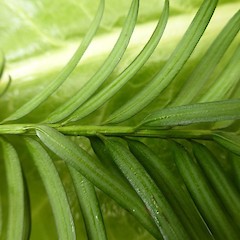 Taxus baccata showing petiolate leaves, Bushy Park, Wanganui.<br>Photographer: Colin C. Ogle, Date taken: 16/01/2015, Licence: <a target='_blank' href='https://creativecommons.org/licenses/by-nc/4.0'>CC BY-NC</a>.