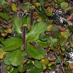 Solenogyne gunnii