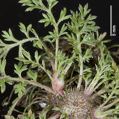 Lake Wairarapa wetlands from a specimen collected by Pat Enright.<br>Photographer: Jeremy R. Rolfe, Date taken: 13/04/2008, Licence: <a target='_blank' href='https://creativecommons.org/licenses/by/4.0'>CC BY</a>. <a class='member-message' href='/nzpcn/why-join-nzpcn/' target='_blank'>Members can view a larger version of this image.</a>