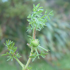 Soliva sessilis