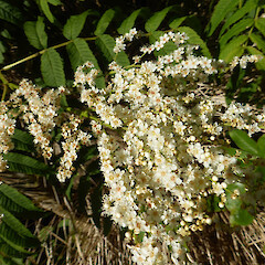 Planted, sprawling, deciduous shrub in garden.<br>Photographer: Colin C. Ogle, Date taken: 31/12/2019, Licence: <a target='_blank' href='https://creativecommons.org/licenses/by-nc/4.0'>CC BY-NC</a>. <a class='member-message' href='/nzpcn/why-join-nzpcn/' target='_blank'>Members can view a larger version of this image.</a>