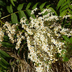 Planted, sprawling, deciduous shrub in garden; Virginia Heights, St John’s Hill, Whanganui.<br>Photographer: Colin C. Ogle, Date taken: 31/12/2019, Licence: <a target='_blank' href='https://creativecommons.org/licenses/by-nc/4.0'>CC BY-NC</a>.