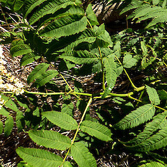 Planted, sprawling, deciduous shrub in garden; Virginia Heights, St John’s Hill, Whanganui.<br>Photographer: Colin C. Ogle, Date taken: 31/12/2019, Licence: <a target='_blank' href='https://creativecommons.org/licenses/by-nc/4.0'>CC BY-NC</a>. <a class='member-message' href='/nzpcn/why-join-nzpcn/' target='_blank'>Members can view a larger version of this image.</a>