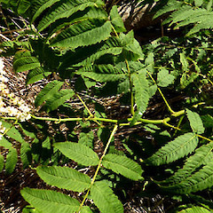 Planted, sprawling, deciduous shrub in garden; Virginia Heights, St John’s Hill, Whanganui.<br>Photographer: Colin C. Ogle, Date taken: 31/12/2019, Licence: <a target='_blank' href='https://creativecommons.org/licenses/by-nc/4.0'>CC BY-NC</a>.
