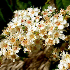 Planted, sprawling, deciduous shrub in garden; Virginia Heights, St John’s Hill, Whanganui.<br>Photographer: Colin C. Ogle, Date taken: 31/12/2019, Licence: <a target='_blank' href='https://creativecommons.org/licenses/by-nc/4.0'>CC BY-NC</a>. <a class='member-message' href='/nzpcn/why-join-nzpcn/' target='_blank'>Members can view a larger version of this image.</a>