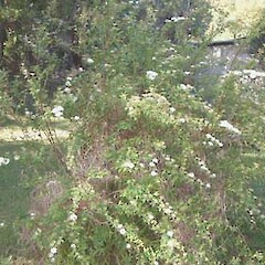 Spiraea cantoniensis