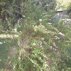 Spiraea cantoniensis.<br>Photographer: John Smith-Dodsworth, Licence: <a target='_blank' href='https://creativecommons.org/licenses/by-nc/4.0'>CC BY-NC</a>.