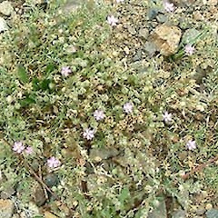 Spergularia rubra