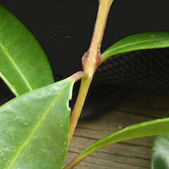 Node showing swellings on stem above; garden, Hawera.<br>Photographer: Colin C. Ogle, Date taken: 28/02/2018, Licence: <a target='_blank' href='https://creativecommons.org/licenses/by-nc/4.0'>CC BY-NC</a>. <a class='member-message' href='/nzpcn/why-join-nzpcn/' target='_blank'>Members can view a larger version of this image.</a>
