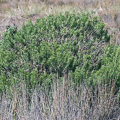 Te Humenga Point, Palliser Bay.<br>Photographer: Jeremy R. Rolfe, Date taken: 20/02/2010, Licence: <a target='_blank' href='https://creativecommons.org/licenses/by/4.0'>CC BY</a>. <a class='member-message' href='/nzpcn/why-join-nzpcn/' target='_blank'>Members can view a larger version of this image.</a>