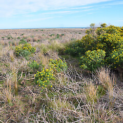 Self-establishing on dunes, Palliser Bay, Wairarapa.<br>Photographer: Patrick Enright, Date taken: 23/08/2019, Licence: All rights reserved. <a class='member-message' href='/nzpcn/why-join-nzpcn/' target='_blank'>Members can view a larger version of this image.</a>