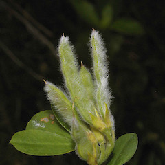 Teline monspessulana.<br>Photographer: John Smith-Dodsworth, Licence: <a target='_blank' href='https://creativecommons.org/licenses/by-nc/4.0'>CC BY-NC</a>.