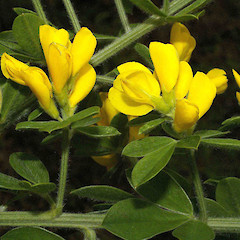 Teline monspessulana.<br>Photographer: John Smith-Dodsworth, Licence: <a target='_blank' href='https://creativecommons.org/licenses/by-nc/4.0'>CC BY-NC</a>.