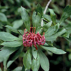 Telopea oreades