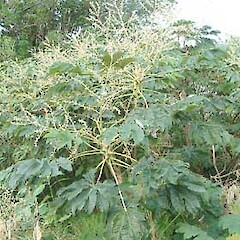 Tetrapanax papyrifer