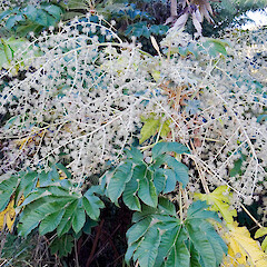 Tomarata, Northland.<br>Photographer: Jeremy R. Rolfe, Date taken: 16/07/2006, Licence: <a target='_blank' href='https://creativecommons.org/licenses/by/4.0'>CC BY</a>. <a class='member-message' href='/nzpcn/why-join-nzpcn/' target='_blank'>Members can view a larger version of this image.</a>