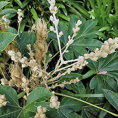 Flower buds, Whanganui.<br>Photographer: Colin C. Ogle, Date taken: 08/04/2013, Licence: <a target='_blank' href='https://creativecommons.org/licenses/by-nc/4.0'>CC BY-NC</a>. <a class='member-message' href='/nzpcn/why-join-nzpcn/' target='_blank'>Members can view a larger version of this image.</a>