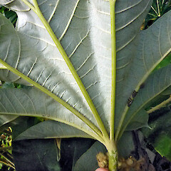 Abaxial surface of leaf. Whanganui.<br>Photographer: Colin C. Ogle, Date taken: 08/04/2013, Licence: <a target='_blank' href='https://creativecommons.org/licenses/by-nc/4.0'>CC BY-NC</a>. <a class='member-message' href='/nzpcn/why-join-nzpcn/' target='_blank'>Members can view a larger version of this image.</a>