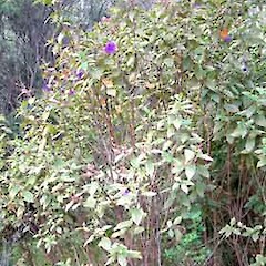 Pleroma urvilleanum