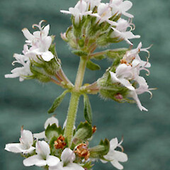 Thymus vulgaris