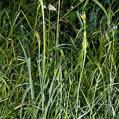 Tragopogon pratensis