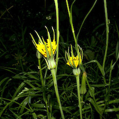 Tragopogon pratensis.<br>Photographer: John Smith-Dodsworth, Licence: <a target='_blank' href='https://creativecommons.org/licenses/by-nc/4.0'>CC BY-NC</a>. <a class='member-message' href='/nzpcn/why-join-nzpcn/' target='_blank'>Members can view a larger version of this image.</a>