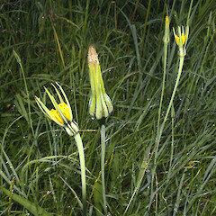 Tragopogon pratensis.<br>Photographer: John Smith-Dodsworth, Licence: <a target='_blank' href='https://creativecommons.org/licenses/by-nc/4.0'>CC BY-NC</a>. <a class='member-message' href='/nzpcn/why-join-nzpcn/' target='_blank'>Members can view a larger version of this image.</a>
