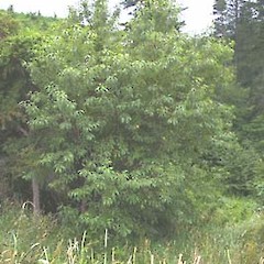 Prunus cerasifera.<br>Photographer: John Smith-Dodsworth, Licence: <a target='_blank' href='https://creativecommons.org/licenses/by-nc/4.0'>CC BY-NC</a>.