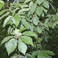 Prunus cerasifera.<br>Photographer: John Smith-Dodsworth, Licence: <a target='_blank' href='https://creativecommons.org/licenses/by-nc/4.0'>CC BY-NC</a>.