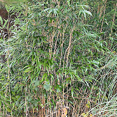 Te Awa Kairangi / Hutt River, Silverstream, Upper Hutt.<br>Photographer: Jeremy R. Rolfe, Date taken: 17/06/2006, Licence: <a target='_blank' href='https://creativecommons.org/licenses/by/4.0'>CC BY</a>.
