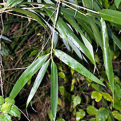 Te Awa Kairangi / Hutt River, Silverstream, Upper Hutt.<br>Photographer: Jeremy R. Rolfe, Date taken: 17/06/2006, Licence: <a target='_blank' href='https://creativecommons.org/licenses/by/4.0'>CC BY</a>.