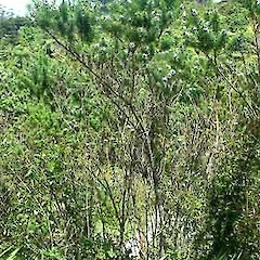 Psoralea pinnata.<br>Photographer: John Smith-Dodsworth, Licence: <a target='_blank' href='https://creativecommons.org/licenses/by-nc/4.0'>CC BY-NC</a>.