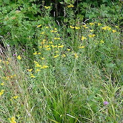 Sculthorpe Reserve, Norfolk, England.<br>Photographer: Colin C. Ogle, Date taken: 03/08/2013, Licence: <a target='_blank' href='https://creativecommons.org/licenses/by-nc/4.0'>CC BY-NC</a>. <a class='member-message' href='/nzpcn/why-join-nzpcn/' target='_blank'>Members can view a larger version of this image.</a>