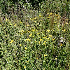 Sculthorpe Reserve, Norfolk, England.<br>Photographer: Colin C. Ogle, Date taken: 03/08/2013, Licence: <a target='_blank' href='https://creativecommons.org/licenses/by-nc/4.0'>CC BY-NC</a>. <a class='member-message' href='/nzpcn/why-join-nzpcn/' target='_blank'>Members can view a larger version of this image.</a>