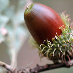 Late stage fruit. Whanganui.<br>Photographer: Colin C. Ogle, Date taken: 22/03/2008, Licence: <a target='_blank' href='https://creativecommons.org/licenses/by-nc/4.0'>CC BY-NC</a>.