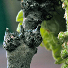 Female and male flowers. Wanganui. Oct 2007.<br>Photographer: Colin C. Ogle, Licence: <a target='_blank' href='https://creativecommons.org/licenses/by-nc/4.0'>CC BY-NC</a>.