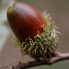 Acorn in ‘hairy’ cup; planted tree in Queens Park, Whanganui.<br>Photographer: Colin C. Ogle, Date taken: 22/03/2008, Licence: <a target='_blank' href='https://creativecommons.org/licenses/by-nc/4.0'>CC BY-NC</a>. <a class='member-message' href='/nzpcn/why-join-nzpcn/' target='_blank'>Members can view a larger version of this image.</a>