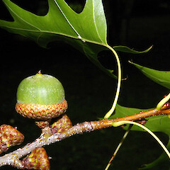 Quercus rubra.<br>Photographer: John Smith-Dodsworth, Licence: <a target='_blank' href='https://creativecommons.org/licenses/by-nc/4.0'>CC BY-NC</a>. <a class='member-message' href='/nzpcn/why-join-nzpcn/' target='_blank'>Members can view a larger version of this image.</a>