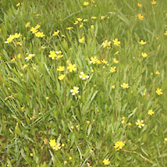 Ranunculus flammula.<br>Photographer: John Smith-Dodsworth, Licence: <a target='_blank' href='https://creativecommons.org/licenses/by-nc/4.0'>CC BY-NC</a>.