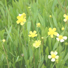 Ranunculus flammula.<br>Photographer: John Smith-Dodsworth, Licence: <a target='_blank' href='https://creativecommons.org/licenses/by-nc/4.0'>CC BY-NC</a>.