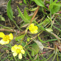 Ranunculus flammula.<br>Photographer: John Barkla, Licence: <a target='_blank' href='https://creativecommons.org/licenses/by/4.0'>CC BY</a>. <a class='member-message' href='/nzpcn/why-join-nzpcn/' target='_blank'>Members can view a larger version of this image.</a>