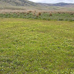 Canadian Flat, Otago.<br>Photographer: Mike Thorsen, Licence: All rights reserved. <a class='member-message' href='/nzpcn/why-join-nzpcn/' target='_blank'>Members can view a larger version of this image.</a>